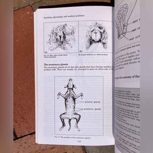 2 Dog Care Female The Labrador Retriever Canine Vintage Black Lab Books Animals - Picture 11 of 14